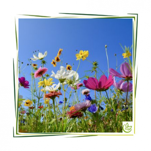 Parfümöl Flower Meadow 1 l